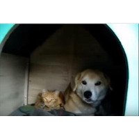 【動画】犬小屋に住み着く猫親子 画像