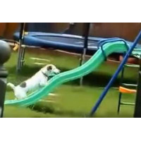 【動画】どうしても滑り台に登れない犬 画像