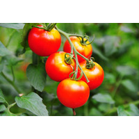 【ITで攻めの農業】投資300万円でも儲かるトマト自動栽培 画像