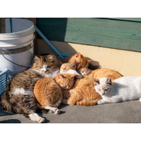 SNSフォロワー計90万人の猫写真家夫妻が撮るフォトブック『島にゃんこ』2月22日発売 画像