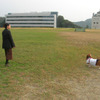 犬種はバセットハウンド。わふわふの画像