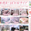 春爛漫！UCV桜ライブの画像