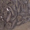 水浴するカバの群れ。上空を水鳥が飛んでいるの画像