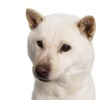 お父さんも喜ぶ７か月連続トップ（ソフトバンク発表）の画像