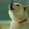 教壇で生徒に吠えるお父さん。りりしい。の画像