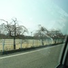 金沢城道中の桜の木の画像