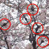 こぶ病の画像