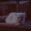 新しいCMシリーズは「白いねこ」たちが登場。FMCサービスを宣伝するの画像