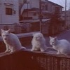 新しいCMシリーズは「白いねこ」たちが登場。FMCサービスを宣伝するの画像