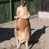 　アットネットホームと須高ケーブルテレビは、動物園の動物の様子や解説などをインターネット配信するブロードバンドコンテンツ「デジタルアニマルパーク」の制作に合意したと発表したの画像