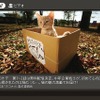 ひかりTVのビデオサービス（VODサービス）画面の画像
