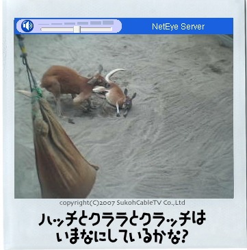 「ハッチ」のライブカメラが期間限定で一般公開、YouTubeにもPR動画をアップ——須坂市、STV、アットネットホーム