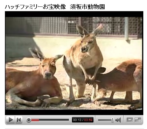 「ハッチ」のライブカメラが期間限定で一般公開、YouTubeにもPR動画をアップ——須坂市、STV、アットネットホーム