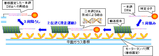 ドコモ、分子通信の実現に向けた分子配送実験に成功〜“バイオチップ携帯”の実現へ前進