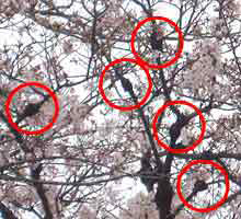 桜の木が危ない！　枯れる恐れもある原因不明の“こぶ病”を調査