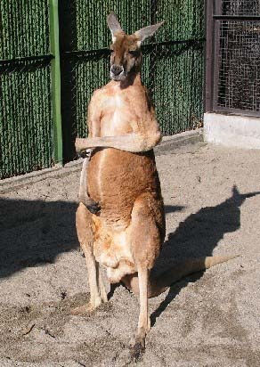 ＠NetHome、須坂市動物園らが「ブロードバンド動物園」を制作