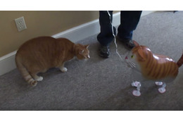 【動画】ネコ vs ネコ風船、その決着は？