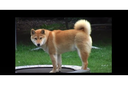 【動画】困惑しつつもトランポリンにハマる柴犬