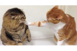 【動画】本気の猫パンチで戦い
