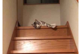 【動画】ぐにゃぐにゃ階段を降りる猫さん