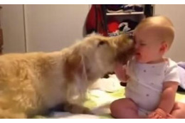 【動画】赤ちゃんと犬…猛烈スキンシップ