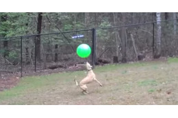 【動画】すごい！リフティングを続けるワンコ