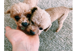 水嶋ヒロ、愛犬の退院に喜び「心配し過ぎたのか2キロ以上痩せてた笑」