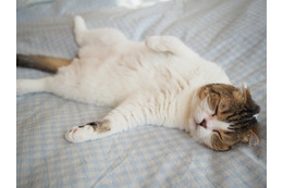 人気猫の写真展＆物販展「ねこ休み展 夏 2019」が7月12日スタート