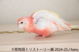 3年ぶり東京開催！過去最大規模の「鳥物語トリストーリー展」年末年始に開催