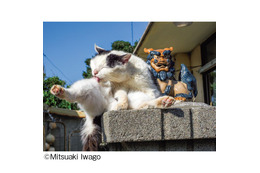 NHK「世界ネコ歩き」で有名な岩合光昭氏の写真展が開催！“ご当地ねこ”たちの約140点の写真が展示
