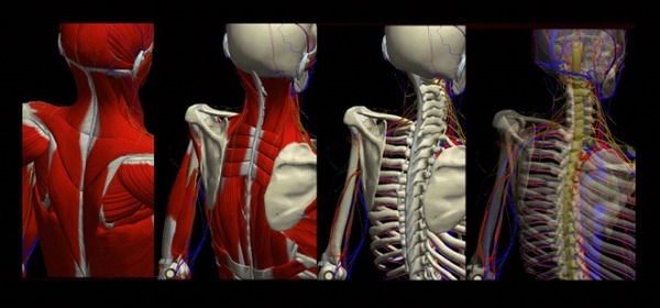 3dモーションによる人体解剖サイト Teamlab Body が無料公開 Rbb Today