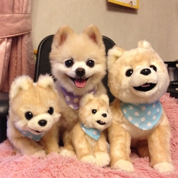 犬はチワワが 猫はアビシニアンがno 1 ペットの人気ランキング Rbb Today 犬はチワワが 猫はアビシニアンがno 1 ペットの人気ランキング Rbb Today