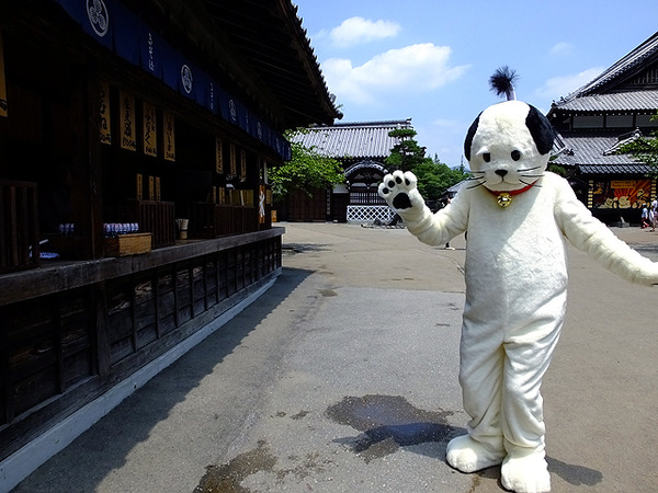 日光江戸村の ニャンまげ さらに猫らしく自分らしく Rbb Today