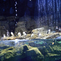 葛西臨海水族園　撮影／横山新一