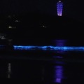 画像は新江ノ島水族館公式Xより（掲載許可をもらっています）