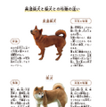 本文中で、美濃柴犬と柴犬の違いをわかりやすく説明