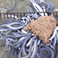 青手の新仔