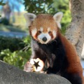 熱川バナナワニ園