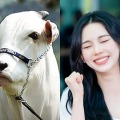 “世界イチ高額な雌牛”、名前は「カリナ」だった　aespa・ウィンターが本人に報告、カリナの返答にファン笑顔
