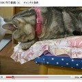 猫動画