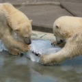 プレゼントされた氷を楽しむ白クマ