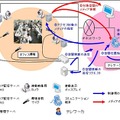 次世代コミュニケーションシステム概念図