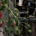 イチゴ収穫ロボット