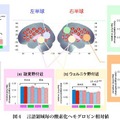 小学生、英単語を処理する脳活動の基本パターンを解明 言語領域毎の酸素化ヘモグロビン相対値