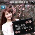 美人時計の桜開花情報