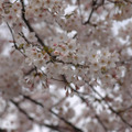 都内の桜（2010年）