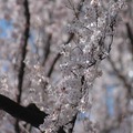 国立市の桜