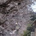 国立市の桜