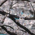 国立市の桜