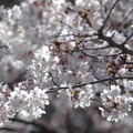 国立市の桜